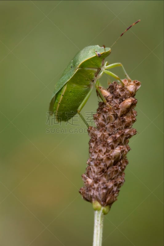 仅一朵花,Green Shield Bug,垂直画幅,爪子,动物身体部位,野外动物,夏天,白色,盾蝽,灌木