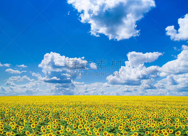 田地,向日葵,自然,天空,草地,水平画幅,地形,无人,蓝色,乌克兰