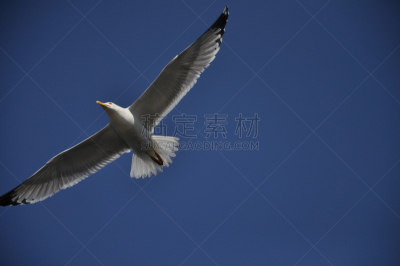 海鸥,水平画幅,南部大型海燕,鸟类,信天翁,摄影,飞