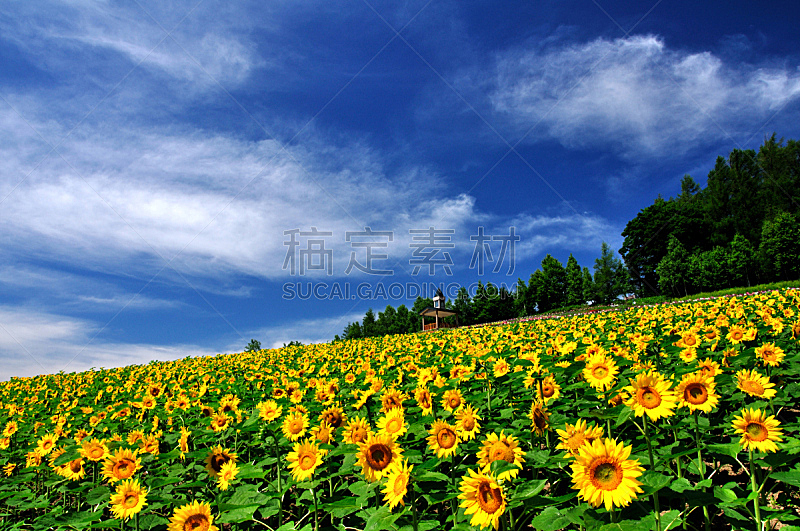 天空,蓝色,向日葵,水平画幅,无人,农场,夏天,宽的,北海道,摄影