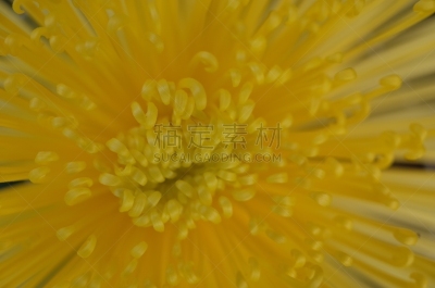 黄色,菊花,大特写,轻的,传统,清新,仅一朵花,枝繁叶茂,细的,自然美