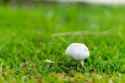 草,绿色,白蘑菇,弹出式商店,素食,苔藓,草坪,夏天,画笔,农作物