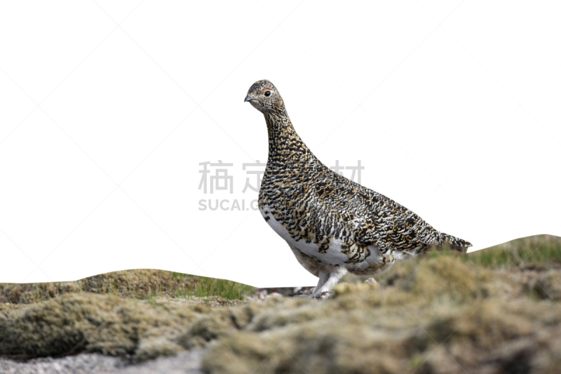 雷鸟,松鸡,自然,停泊的,旷野,摩尔人风格,寒冷,野生动物,水平画幅,山