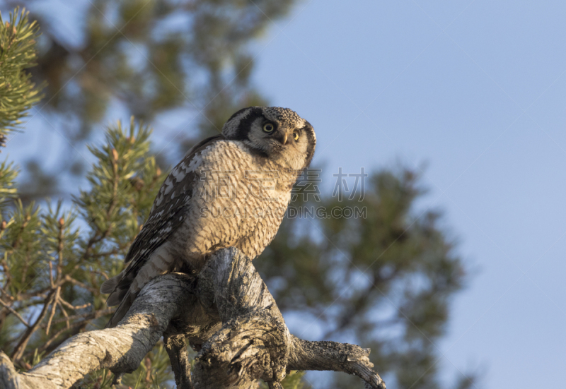 猫头鹰,北,老鹰,hawk owl,瑞属拉普兰,自然,松树,野生动物,食肉鸟,水平画幅