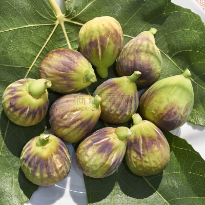 无花果,褐色,素食,无人,维生素,夏天,特写,白色,小檗科,植物
