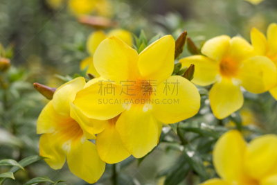 仅一朵花,粉红蝉,毛莨科,小号,自然,芳香的,水平画幅,浪漫,特写,龙胆目