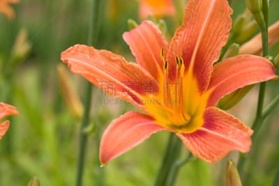 百合花,自然,温带的花,水平画幅,橙色,萱草,无人,特写,前面,植物茎