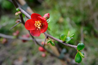 皱皮木瓜,红色,打叉,黄金,温柏,温带的花,水平画幅,雄蕊,无人,花