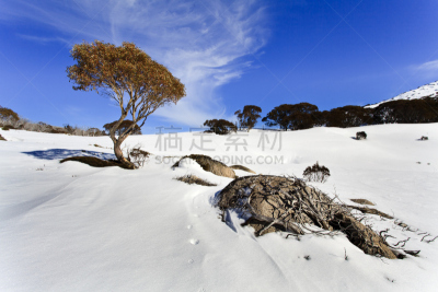 snow gum,根部,巨石,地形公园,桉树,滑雪运动,天空,度假胜地,新南威尔士