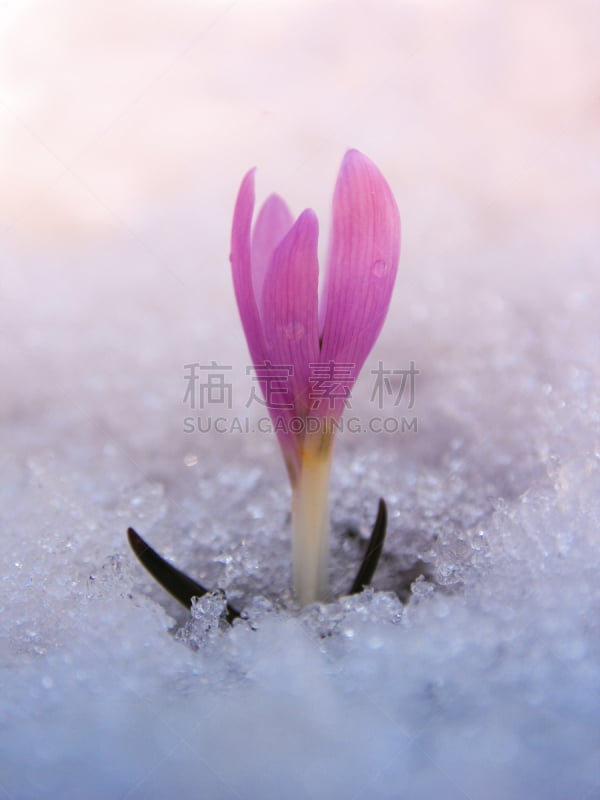 番红花属,野生植物,垂直画幅,美,雪,无人,特写,仅一朵花,亚美尼亚,白色