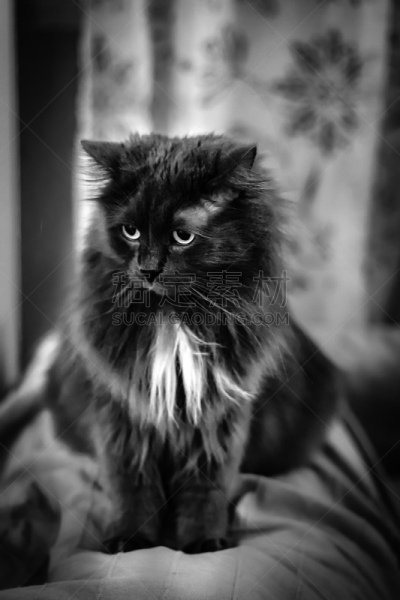 猫,动物毛,注视镜头,自然美,垂直画幅,可爱的,全身像,猫科动物,动物毛发,黑白图片