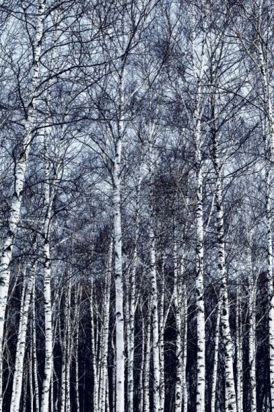 森林,白桦树,自然,垂直画幅,雪,无人,日本,东川镇,户外,北海道