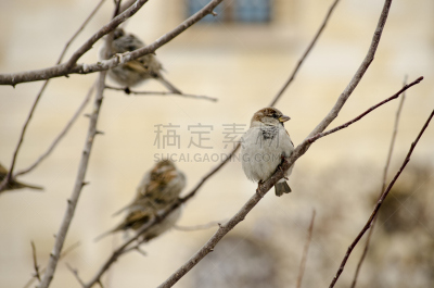 麻雀,天空,艺术,水平画幅,无人,家雀,黑眼雀,鸟类,户外,特写