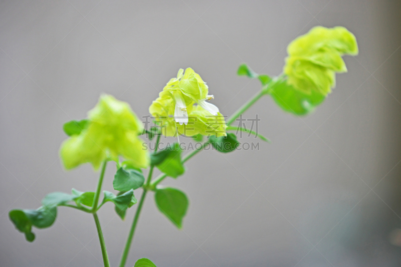 植物,水平画幅,绿色,秋天,无人,日本,小虾花,神奈川县,摄影,花