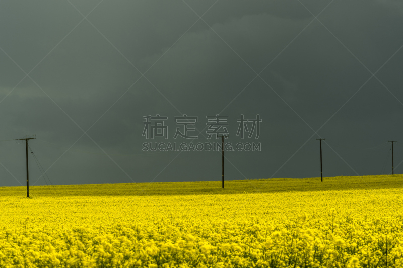 English County Landscape- Dark Storm Clouds Ft. Golden Rapeseed Field