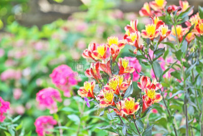 六出花,六月,水平画幅,橙色,无人,日本,藤泽市,夏天,红色,春天