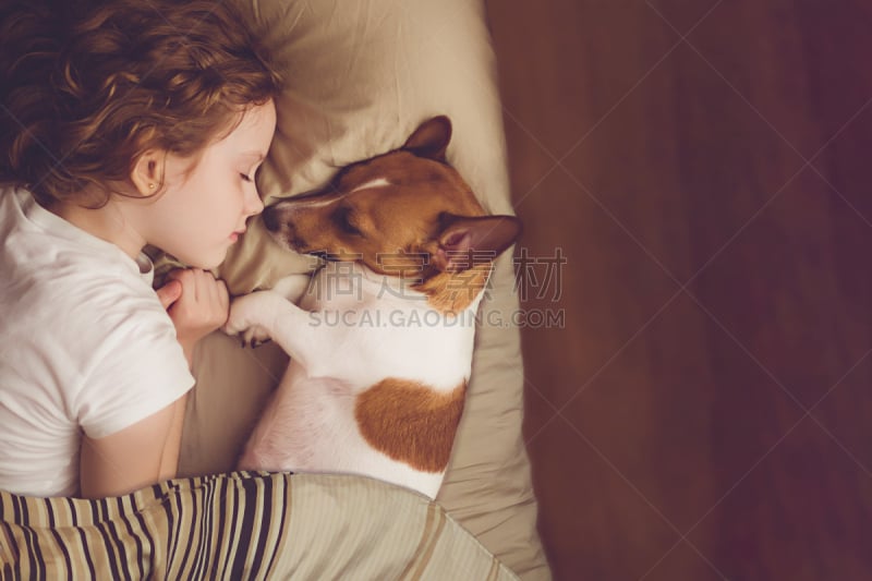 杰克拉瑟短腿犬,夜晚,狗,女孩,可爱的,半身像,水平画幅,家庭生活,俄罗斯,哺乳纲