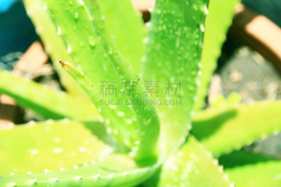 仙人掌,coral aloe,多叶芦荟;螺旋芦荟,wild aloe,植物大小,植物类型,叶状图案,芦荟,选择对焦,植物属性