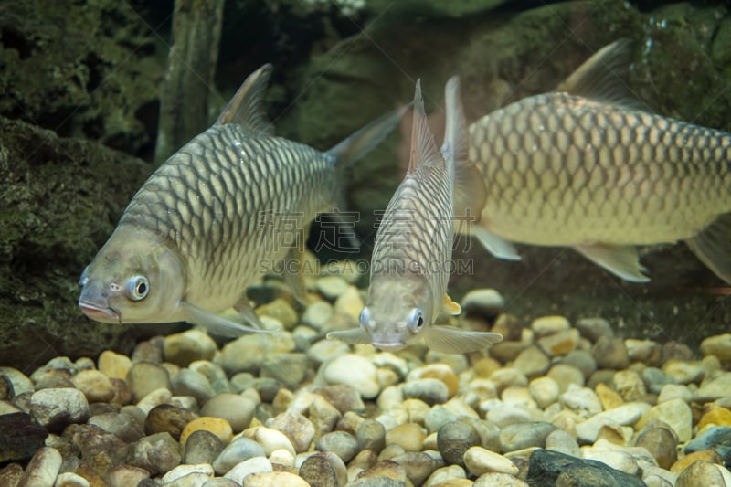 水族馆,淡水鱼,自然,水,水平画幅,小的,无人,水下,泰国,明亮