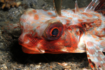 sea robin,北苏拉威西,伦贝海峡,珊瑚海,苏拉威西,野生动物,热带鱼,水平画幅,无人,水下