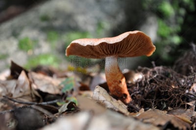 褐色,秋天,森林,白蘑菇,水平画幅,孢子,基粒间片层,生物,无人,有机食品
