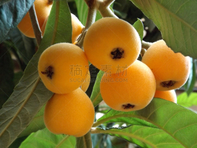 枇杷,水果,热带水果,水平画幅,无人,热带树,摄影