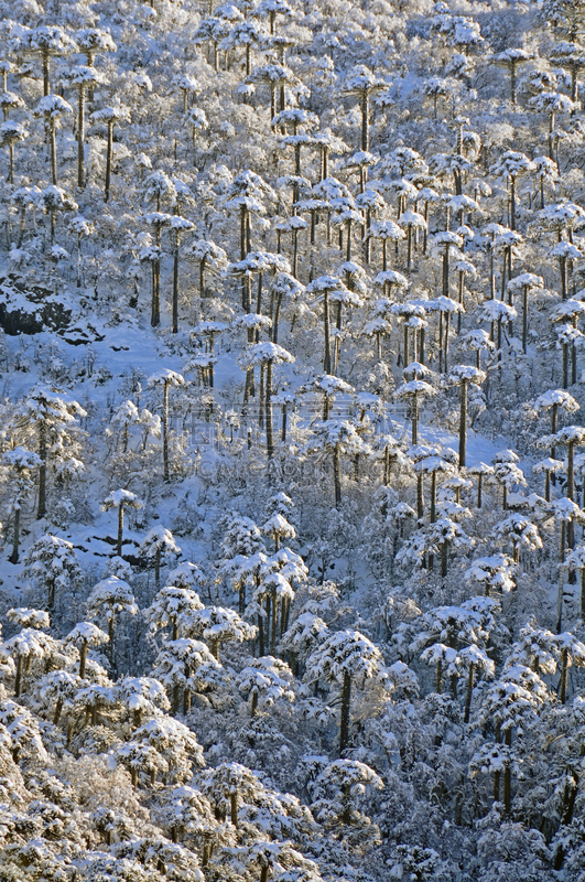 垂直画幅,地形,雪,无人,户外,国际著名景点,巴塔哥尼亚安第斯山脉,植物,山,松科