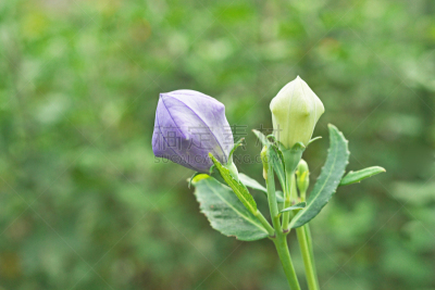 Platycodon
キキョウ