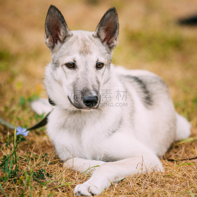 莱卡犬,狗,小狗,幼小动物,干的,草,猎犬,美,无人,美人