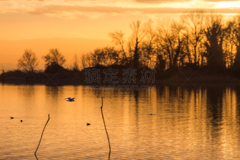 鸟类,背景,风景,水,湖,自然美,橙色,反射,树,日落