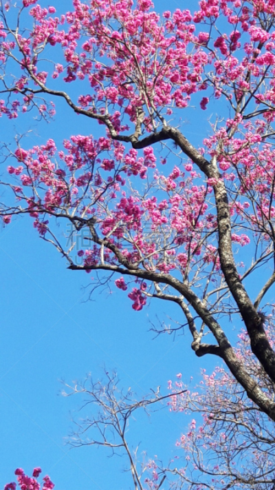 Ipê-Roxo.
