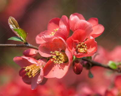 温柏,红色,花朵,皱皮木瓜,芳香的,水平画幅,无人,户外,特写,植物