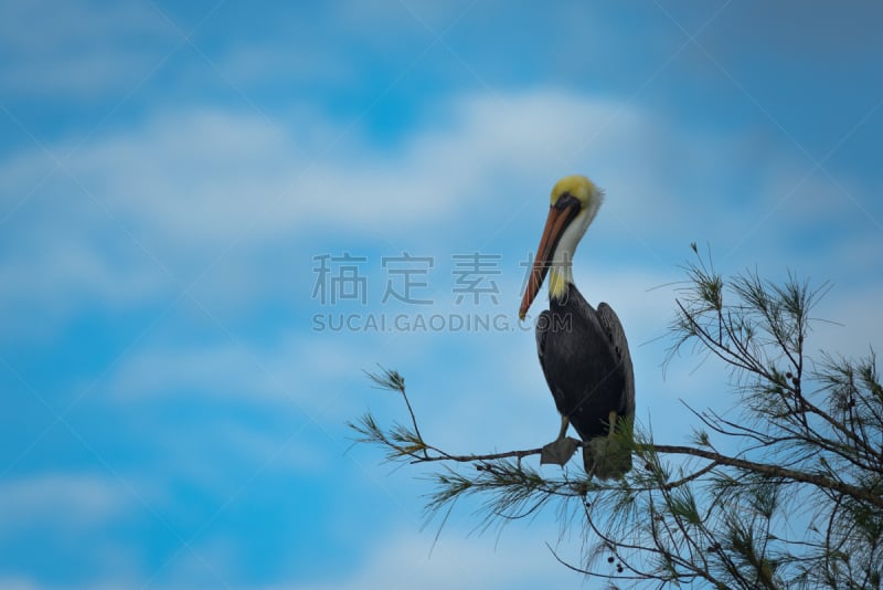 天空,美国,水平画幅,无人,黄色