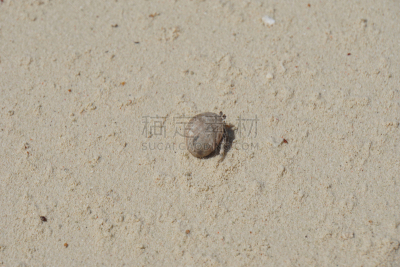 寄生蟹,陆地寄生蟹,陆地蟹,阿里环礁,水平画幅,沙子,无人,埃及,野外动物,夏天