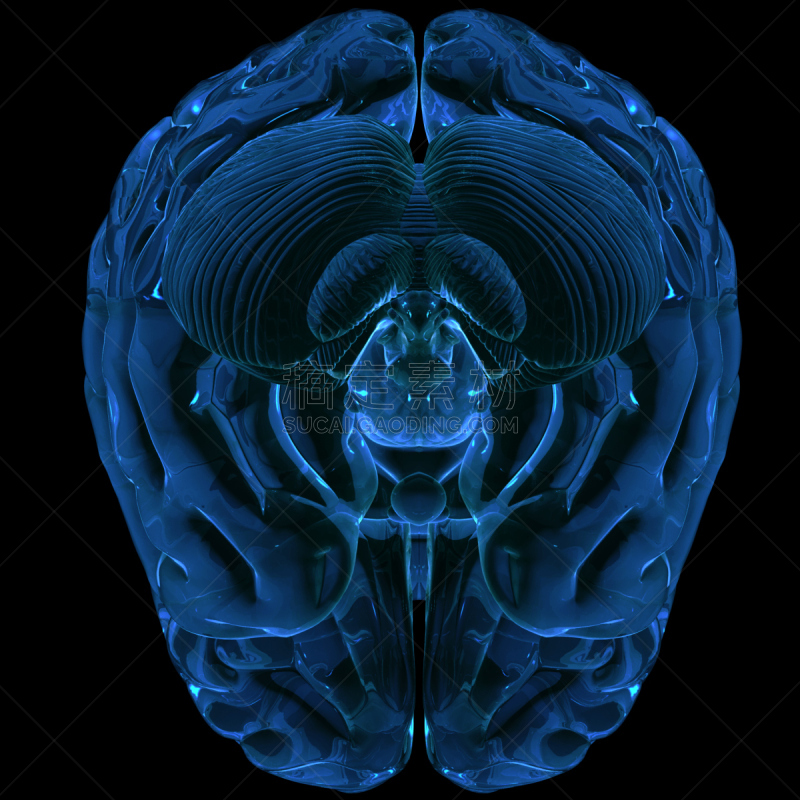 人脑,三维图形,小脑,脑部,绘画插图,科学,生物学,人的头部,大脑