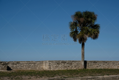 天空,砖墙,棕榈树,美国,蓝色,一只动物