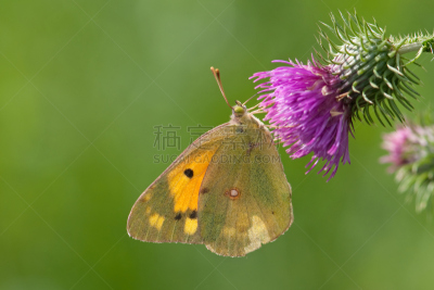 clouded yellow butterfly,水平画幅,蝴蝶,无人,紫色,仅一朵花,蓟,摄影