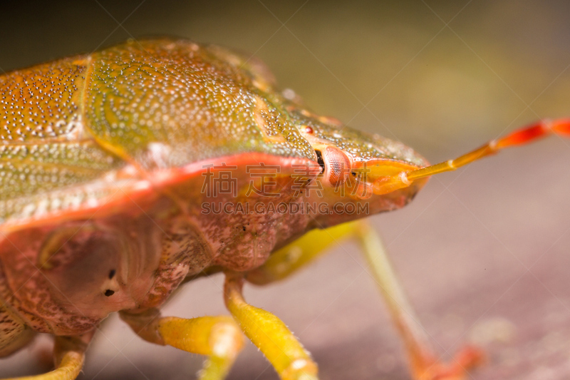 金钟花,green shield bug,heteroptera,背鳍,盾蝽,半翅目,臭,甲虫,动物学,美