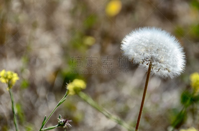 蒲公英,种子,自然,自然现象,宁静,美国,水平画幅,无人,抽象,野生植物