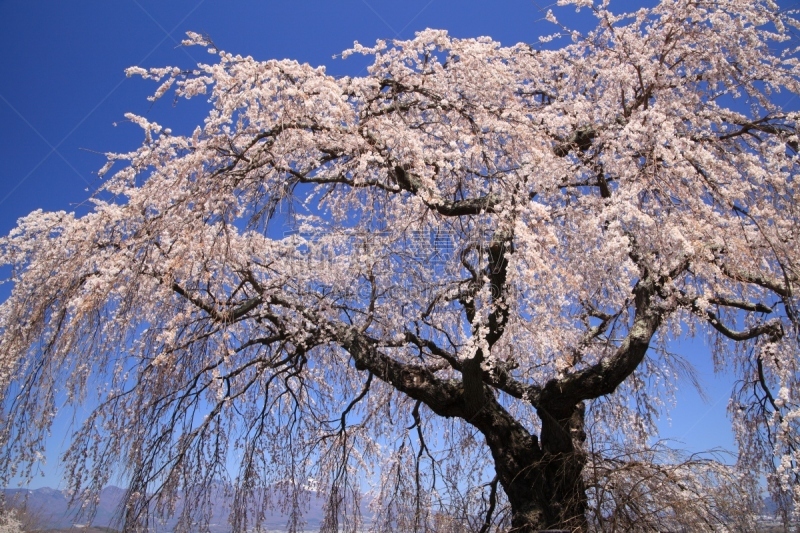 山,垂枝樱花,天空,里山,水平画幅,樱花,樱桃,雪,长野县,无人