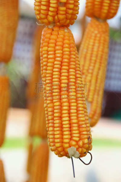 玉米,自然,垂直画幅,褐色,无人,夏天,熟的,干的,特写,农作物