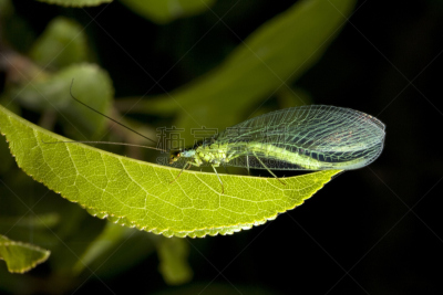 lacewing,叶子,绿色草蜻蛉,蚜虫,水平画幅,动物身体部位,夏天,生物学,在上面,彩色图片