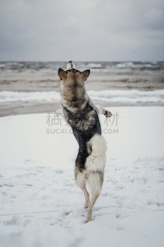 狗,舞蹈,冬天,海洋,寒冷,肖像,雪,哺乳纲,动物,爱斯基摩犬