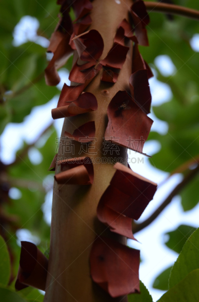 树皮,madrona tree,温哥华岛,加拿大文明,垂直画幅,夏天,彩色图片,漩涡形,逃避现实,大特写