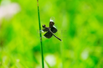 蜻蜓,绿色,草,残翅,自然,无脊椎动物,水平画幅,动物身体部位,野外动物,翅膀