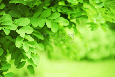 自然,绿色,背景,美,留白,水平画幅,夏天,单色调,前景聚焦,俄罗斯