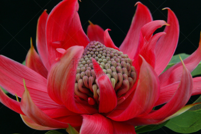 特洛皮,红色,无人,自然,粉色,植物,图像,水平画幅,绿色,仅一朵花