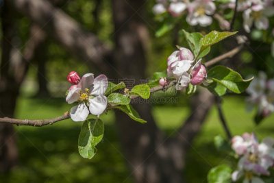 苹果树,花朵,公园,新的,水平画幅,樱花,樱桃,户外,塔林,特写