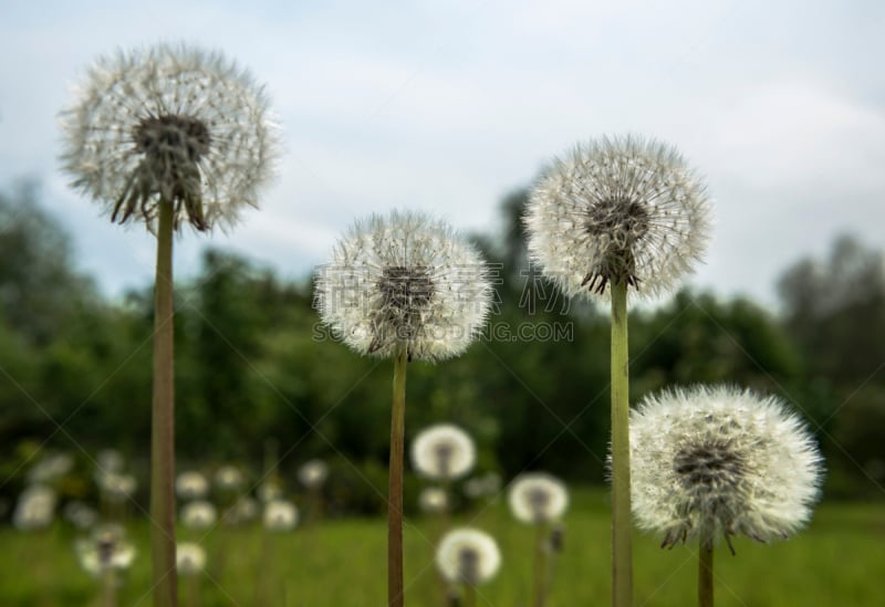 特写,蒲公英,水平画幅,蒲公英种子,无人,夏天,反差,毛绒绒,植物,新生活