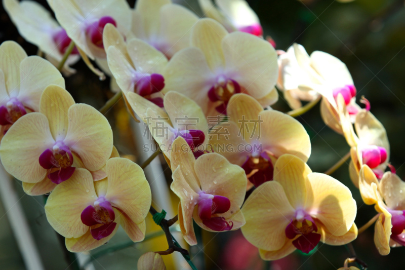 兰花,色彩鲜艳,泰国,凤凰木,水平画幅,曝光过度,无人,计算机制图,计算机图形学,仅一朵花